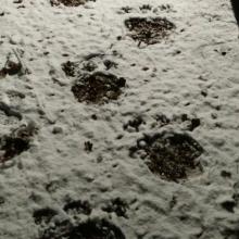 Gekke sporen in de sneeuw