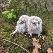 Rustig bij de boom sukkelen ze in slaap