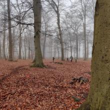 In de mist heeft het bos wel iets griezeligs, maar daar hadden de welpen geen last van