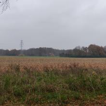 De omgeving rond de Damlaan heeft in de herfst mooie kleuren