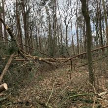 Een spoor van gevallen bomen