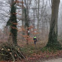 De vlag in de boom word goed bewaakt